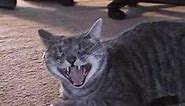 Nala the Laughing Cat (ORIGINAL)