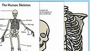 Build a Human Skeleton