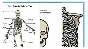 Build a Human Skeleton
