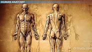 Anatomy vs. Physiology | Concepts, Differences, & Purposes