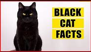 15 Unique & Mysterious Facts About Black Cats