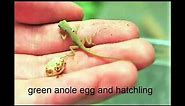 green anole egg care