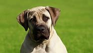 Top 11 Heaviest Dog Breeds