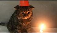 sad birthday cat