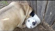 Best of WEIRD FUNNY DOGS - How long CAN YOU HOLD YOUR LAUGH?