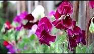 How to Grow Sweet Peas from Seed