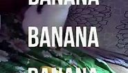 Cat No Banana - "He Not Like the Banana" (Lyric Video)