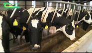 Cubicle design for dairy cows