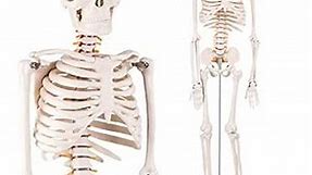 Mini Human Skeleton Anatomy Model - Science Classroom Skeleton Model Tool, Teaching and Learning Aids - 1/2 Life Size