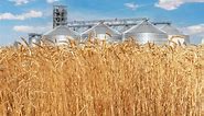 Cena pšenice porasla za 0,35 odsto, kukuruz i soja u blagom padu