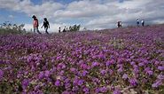 Superfloración: estos son los mejores lugares para ver las flores silvestres en el sur de California
