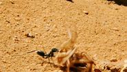 Wildest Middle East - Camel Spiders and Desert Ants