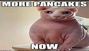 45 Hilarious Cat Memes for Feline Fanatics - cute cats