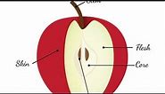 Malus domestica apple 🍎 anatomy