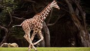 Funny Animal - Giraffe Running