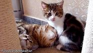 Cute Kittens love Mom Cat