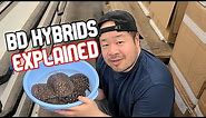 Black Diamond Hybrid Stingrays EXPLAINED - Know what to look for