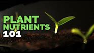 Plant Nutrition 101: All Plant Nutrients and Deficiencies Explained