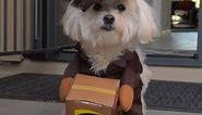 Adorable UPS Delivery Halloween Dog Costume || WooGlobe