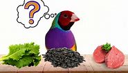 Are Small Birds Herbivores, Carnivores Or Omnivores?