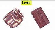 Liver Color How To Make Liver Color Color Mixing Video 1