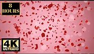 Romantic Love Valentines Pink Wallpaper Screensaver Background 4K 8 HOURS