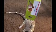 My cat has scales. Monitor lizards are amazing. #monitorlizard #cat #petfails #komodo #dragon #raptor #lizard #gecko #reptiles #catinabox