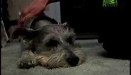 Breed All About It - Schnauzer
