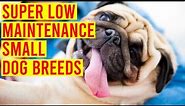 Top 10 Super Low Maintenance Small Dog Breeds// Amazing Dogs
