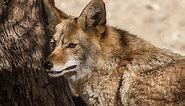 Curious Nature: Wild coyotes are a lot smarter than Wile E. Coyote