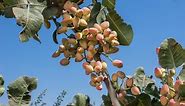 How To Grow And Care For A Pistachio Tree - Bunnings Australia