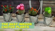 8 Best Cactus Varieties to Grow Indoors