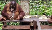 Baby Orangutans Learn How to Crack Coconuts