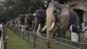 Assignment Asia: Elephants of Kerala