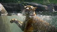 Bronx Zoo: Tiger Mountain