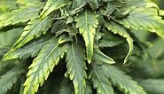 Troubleshooting common cannabis plant problems
