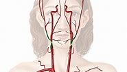 External carotid artery and its branches