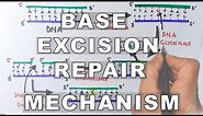 Base Excision Repair | DNA Repair Mechanism