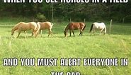 16 of our favourite horse memes of all time