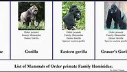 Mammals of Order primate Family Hominidae