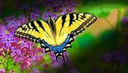 Yellow Swallowtail Butterfly Up Close HD