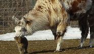 Llama and Cat Prove Friendship Knows No Bounds at Rescue Farm