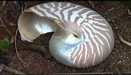 Finding Nautilus Shells in New Caledonia
