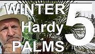 Top Five Winter Hardy Palm Trees
