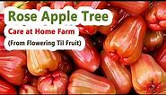 Rose Apple Tree Care at Home Farm - From Flowering Til Fruit Harvest
