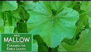 Mallow Plant Nutrition, Foraging for Wild Edible Malva Leaves