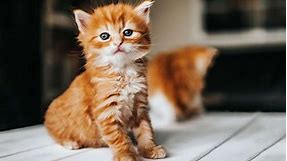 300 Cute Cat Names for Your Adorable Kitty
