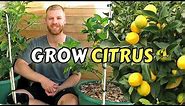 Guide To Planting Citrus Trees At Home - Lemon, Lime, Kumquat & Calamondin
