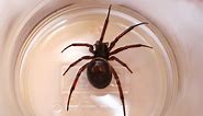 False widow spiders: what you need to know