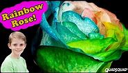 Rainbow Rose - Science Project to Color Flowers